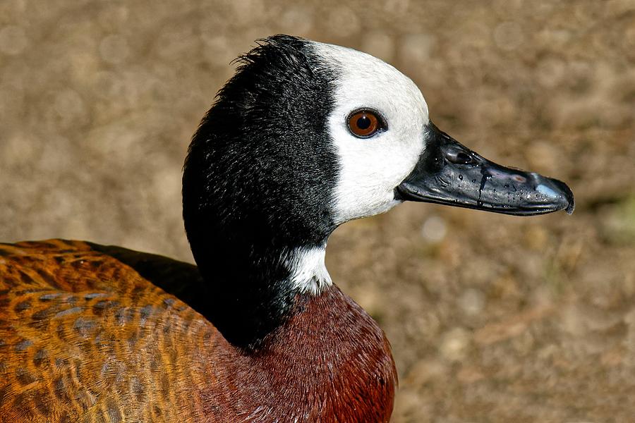 Odd Whistling Duck Photograph by KJ Swan - Fine Art America