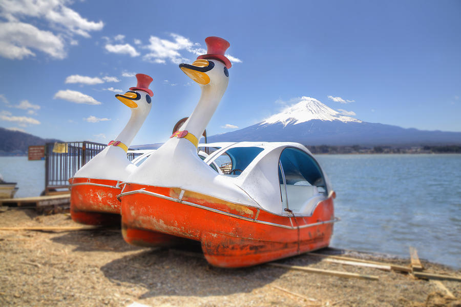 Odd ducks. Photograph by Grant Faint