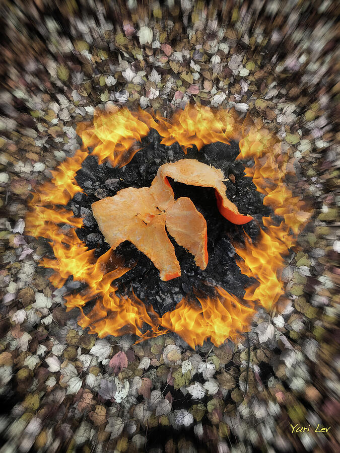 Ode To A Discarded Orange Peel Mixed Media