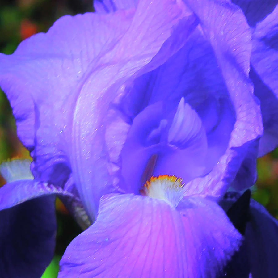 Abstract Photograph - Ode to OKeeffe by Howard Robinson Abstract Photograph - Ode to OKeeffe by Howard Robinson
