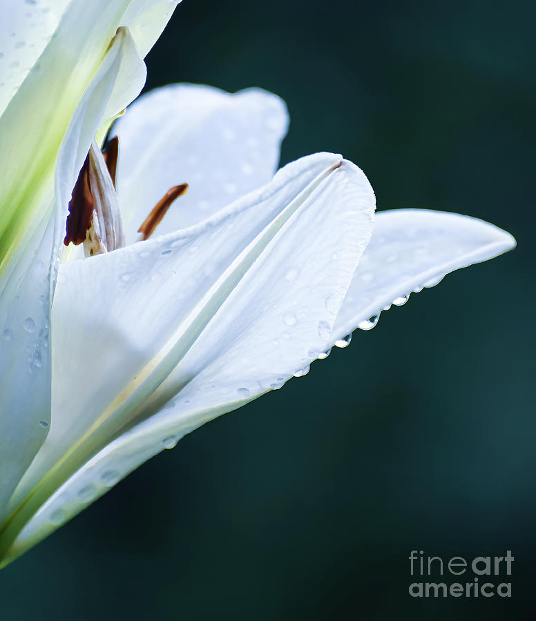 Ode to Summer - Lily with Droplets Photograph by Kerri Farley