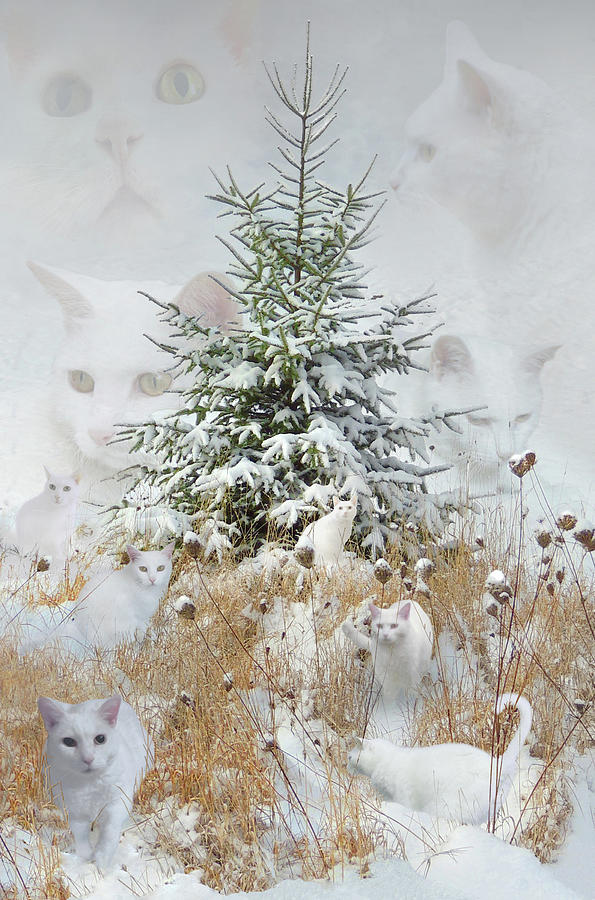 Ode to White Kitty Digital Art by Nancy Griswold