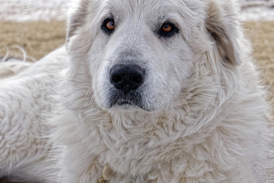 Odin Photograph By Werner Reitboeck 