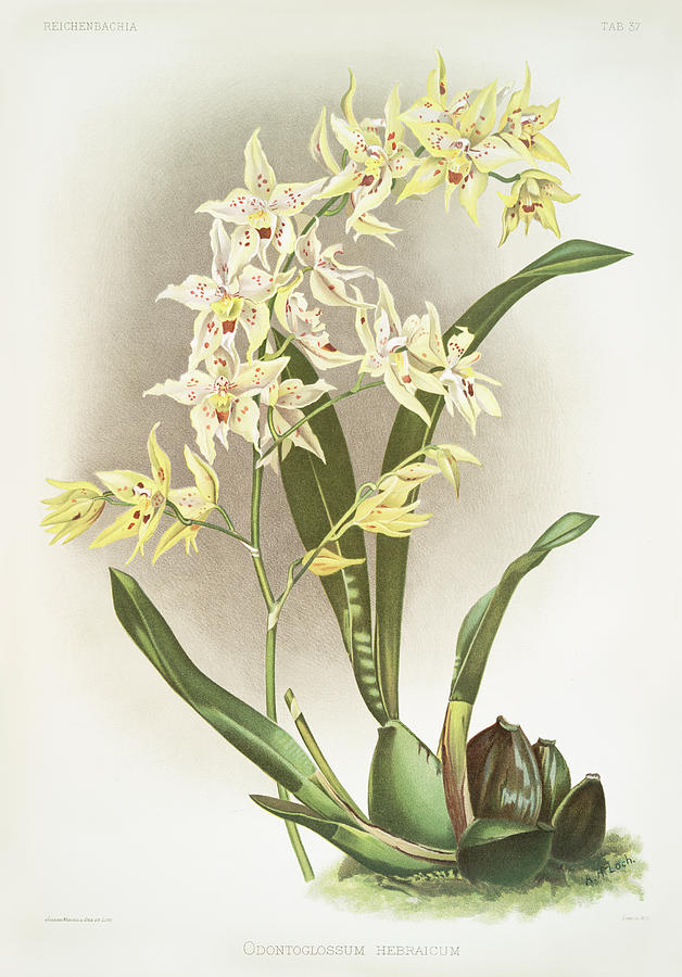 Odontoglossum hebraicum Orchid Painting by World Art Collective
