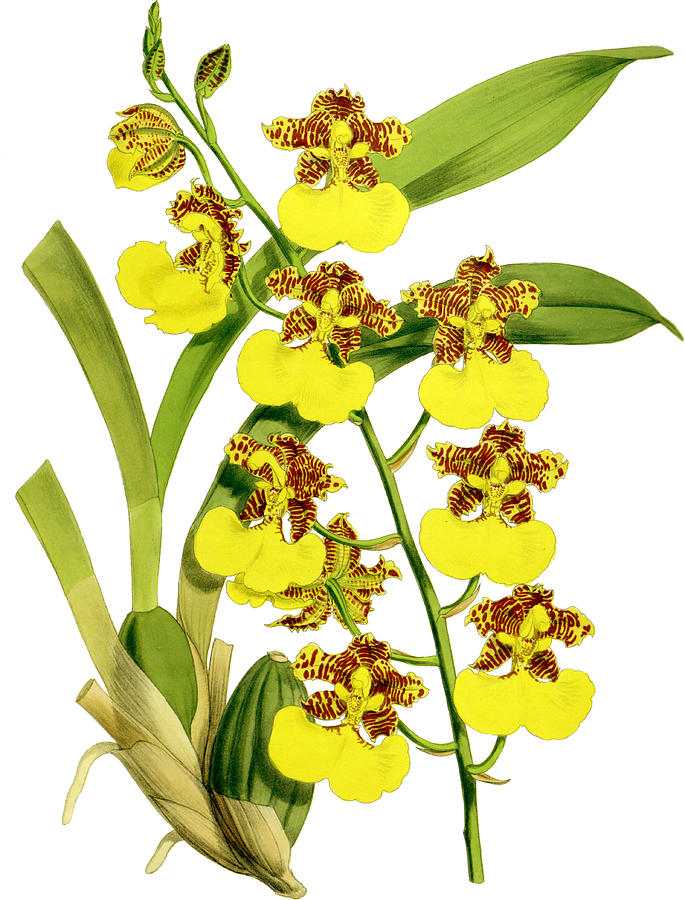 Odontoglossum Londesboroughianum Orchid Mixed Media by World Art Collective