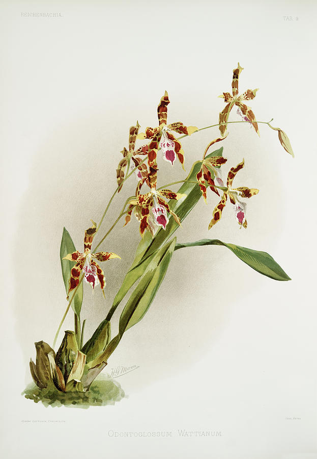 Odontoglossum wattianum Orchid Painting by World Art Collective