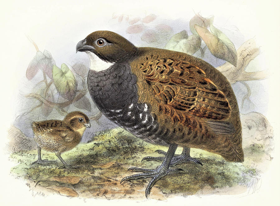 Odontophorus leucolaemus, Black-breasted Wood Quail - Digital