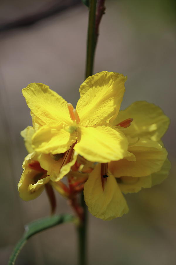 Oenothera Stricta Photograph