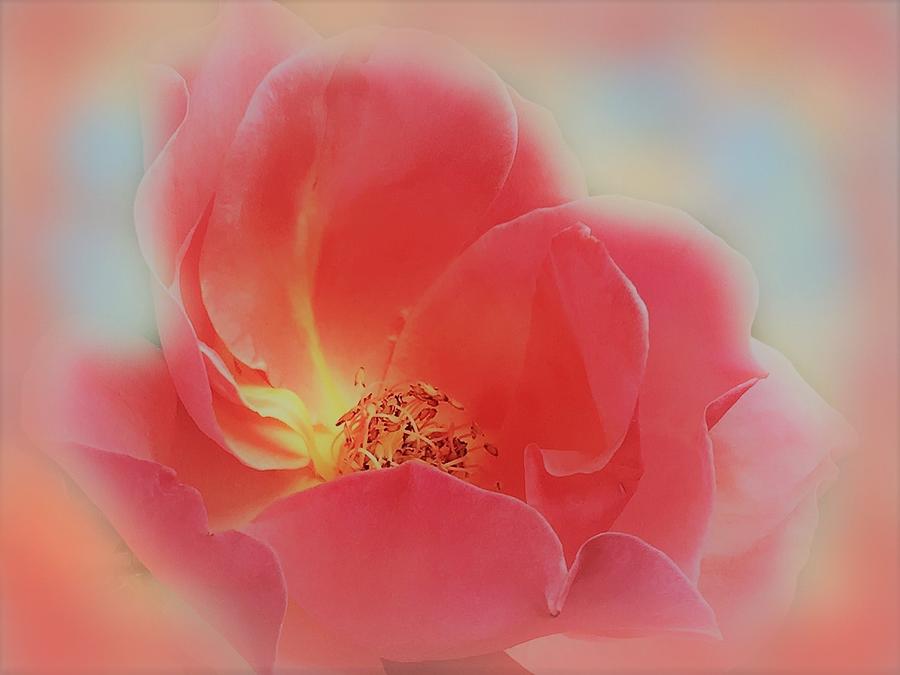 Impressionism Photograph - Of Beauty and Roses by Angela Davies
