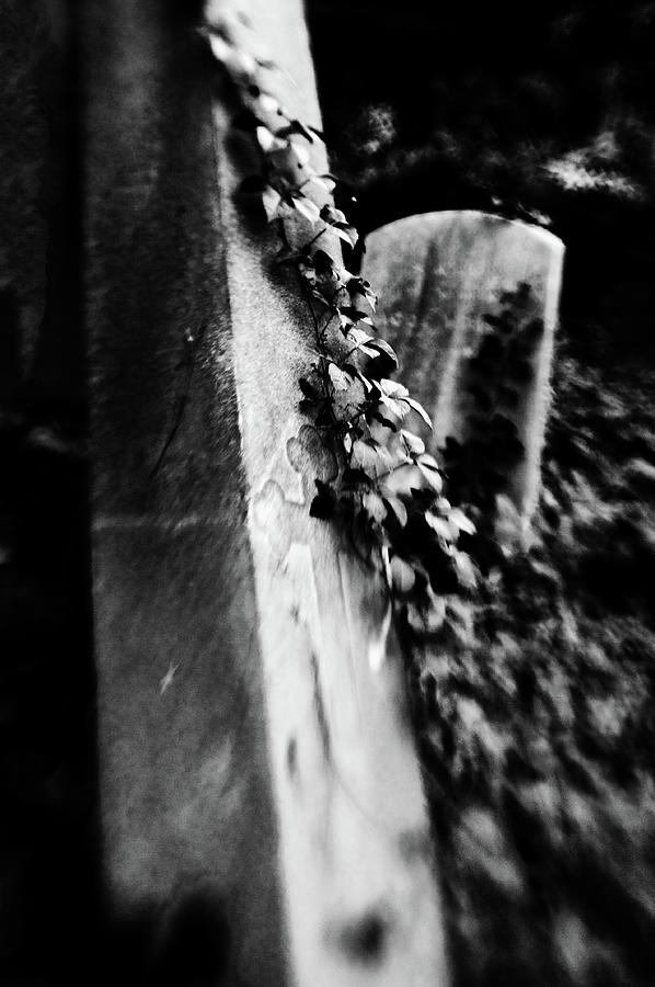 Of Life and Death Photograph by Alina Oswald