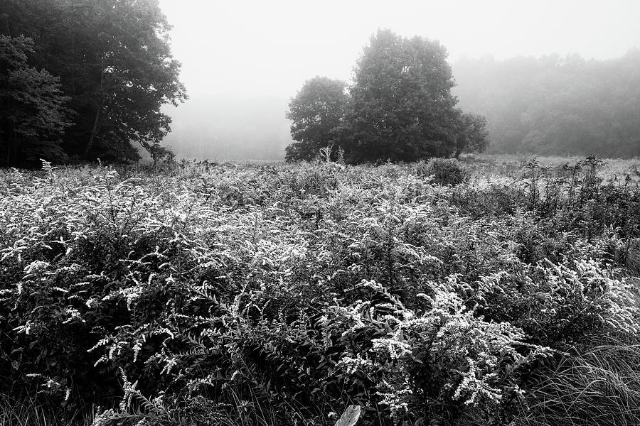 Of Mist and Trees and Goldenrods 1 bw Photograph by Dimitry Papkov