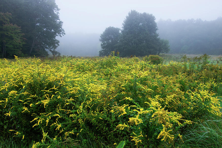 Of Mist And Trees And Goldenrods 1 Photograph
