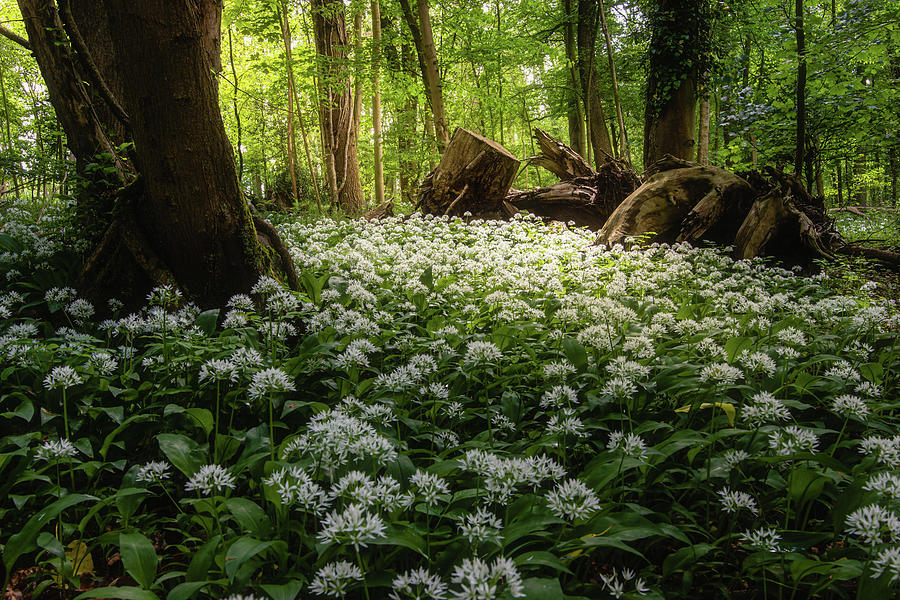 Of Wild Garlic and Trees Photograph by Dimitry Papkov