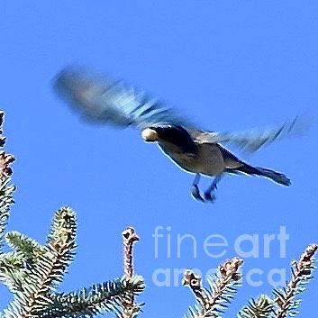 Blue Bird In Flight Photograph - Off He Goes And he STILL has His Trophy i by Phyllis Kaltenbach
