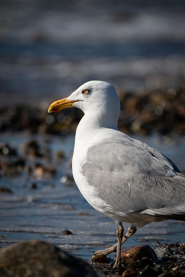 Off-season Gull Photograph by Linda Bonaccorsi