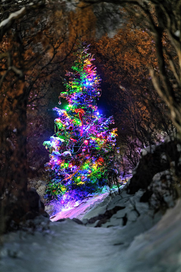 Mountain Photograph - Ogdens Magic Christmas Tree by Michael Ash