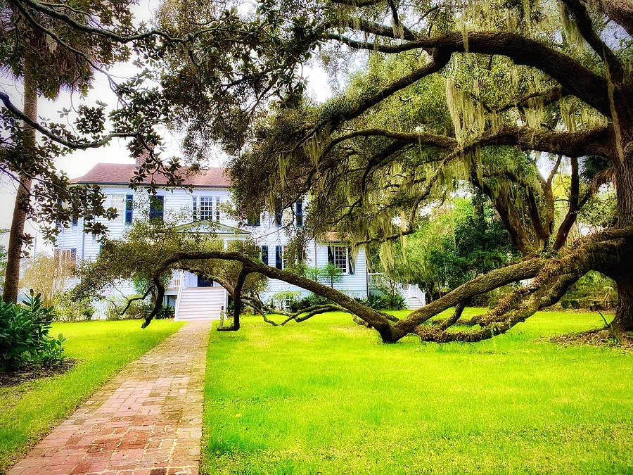 Oh, Beaufort, you have some beautiful trees Photograph by Patricia Greer