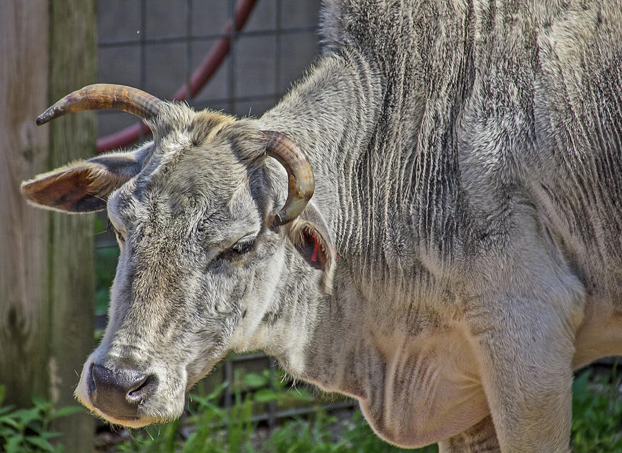 Oh Bull horns blacks grey fence snout September 2013 Pennsylvania 2 3182020 8484 Photograph by David Frederick