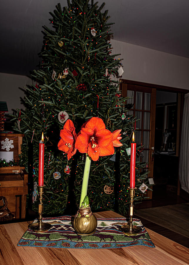 Oh Christmas Flower Photograph by Daniel Hebard
