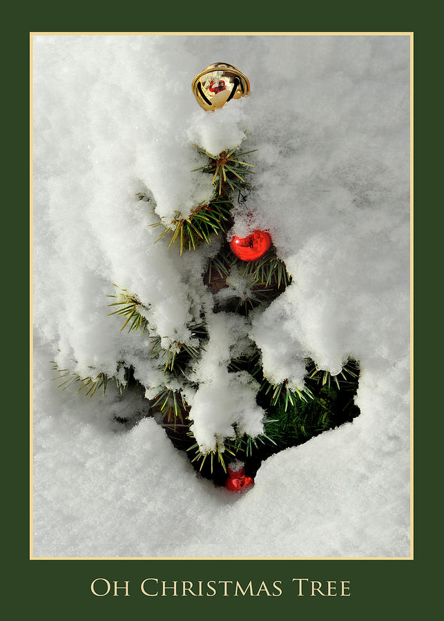 Oh Christmas Tree Photograph by Nancy Griswold
