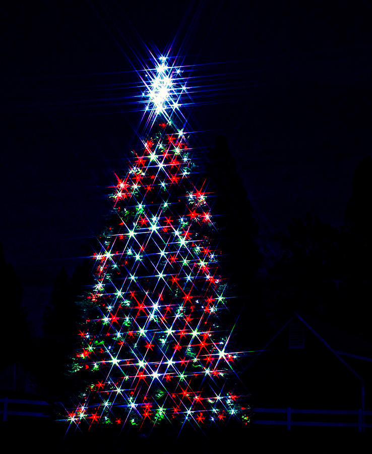 Oh Christmas Tree Photograph by Steph Gabler