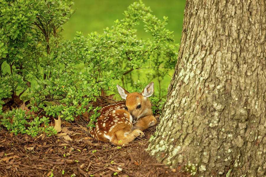 Oh Deer A Hidden Fawn Photograph by Donna Twiford