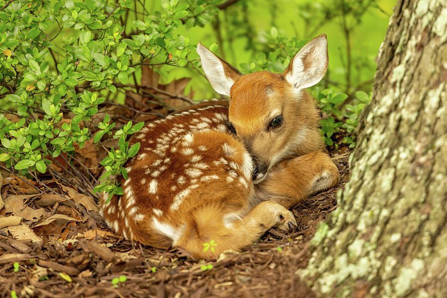 Oh Deer A Newborn Fawn Photograph by Donna Twiford
