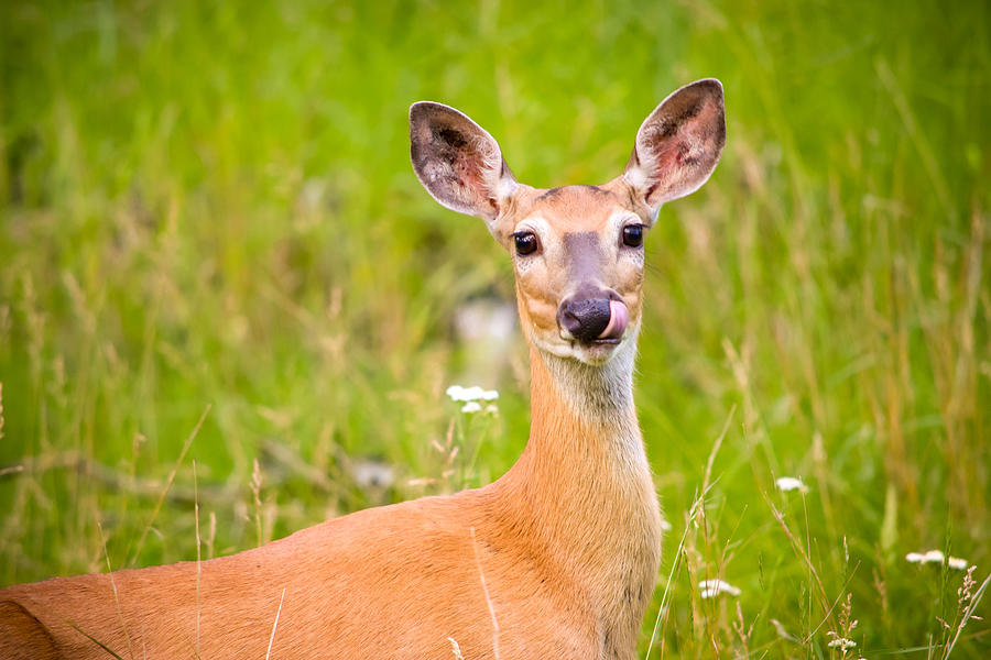 Oh Deer Photograph by Bonny Puckett