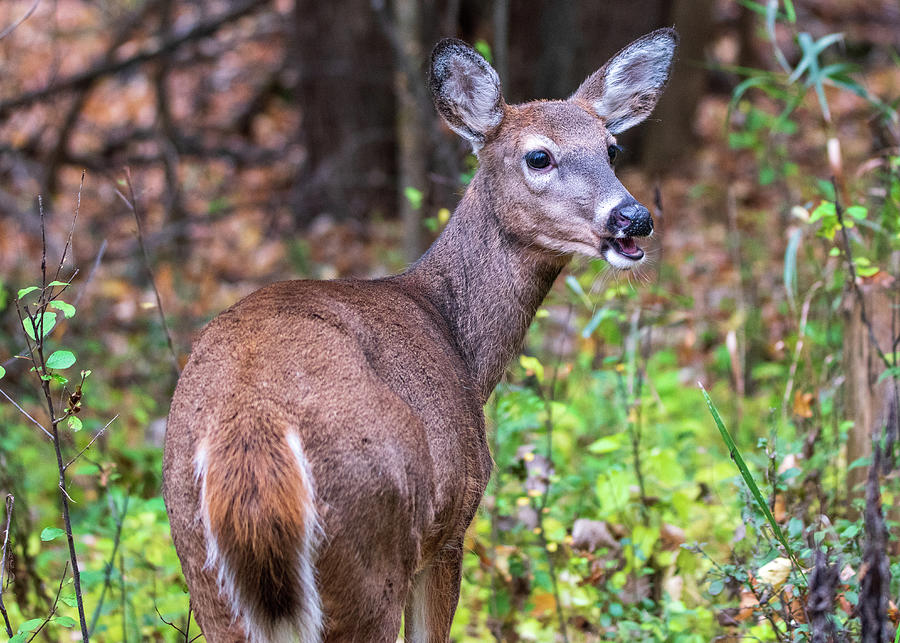Deer Photograph - Oh Deer by Elisa Sweet
