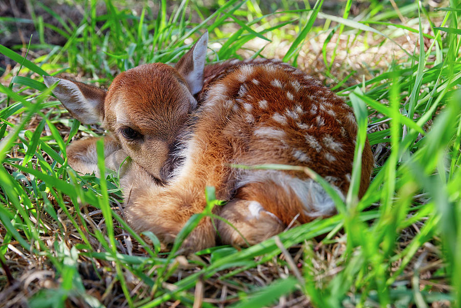 Oh Deer -  newborn fawn curled up in the grass Photograph by Peter Herman