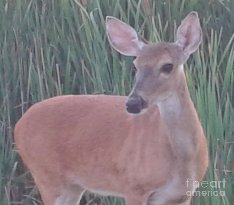 Oh Deer by Tracy Ruckman Oh Deer by Tracy Ruckman