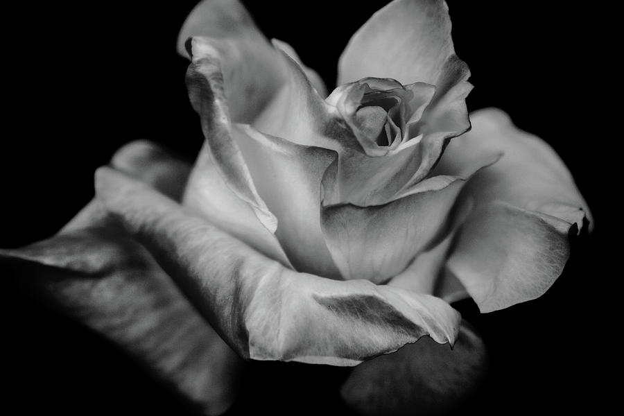 Oh Gather Me the Rose Photograph by Sally Bauer