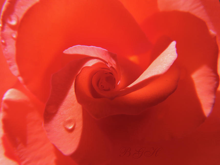 Oh Happy Day Rose - Floral Photography - Orange Rose Super Macro  Photograph by Brooks Garten Hauschild