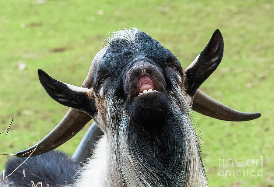 Oh Happy Goat Photograph by Lorraine Cosgrove