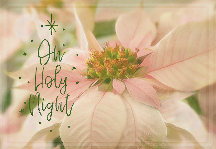 Oh Holy Night Pink Poinsettia Photograph by Teresa Wilson