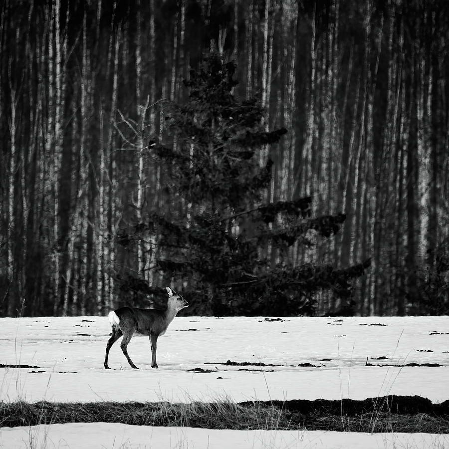 Oh mama bw. White-tailed deer Photograph by Jouko Lehto