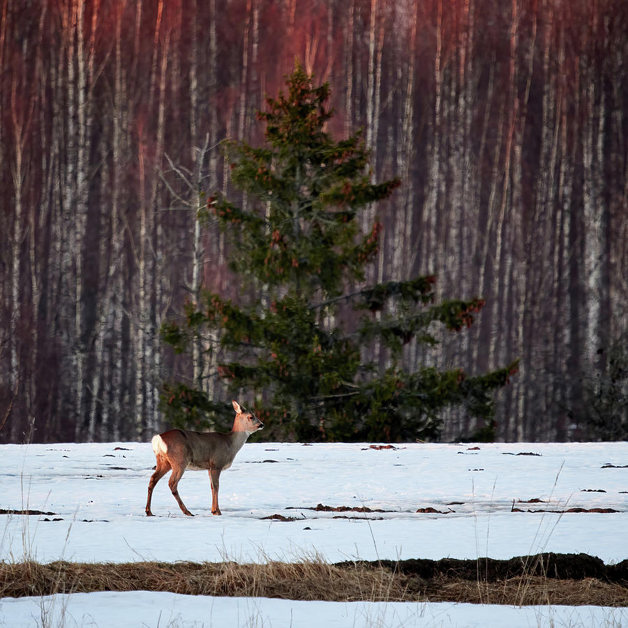 Oh mama. White-tailed deer Photograph by Jouko Lehto