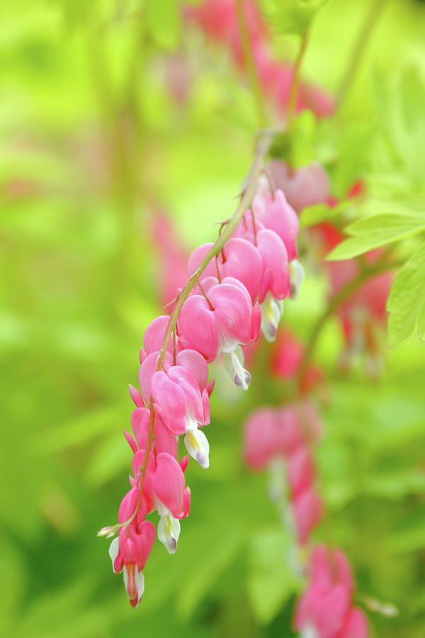 Oh My Bleeding Heart Photograph by Lens Art Photography By Larry Trager