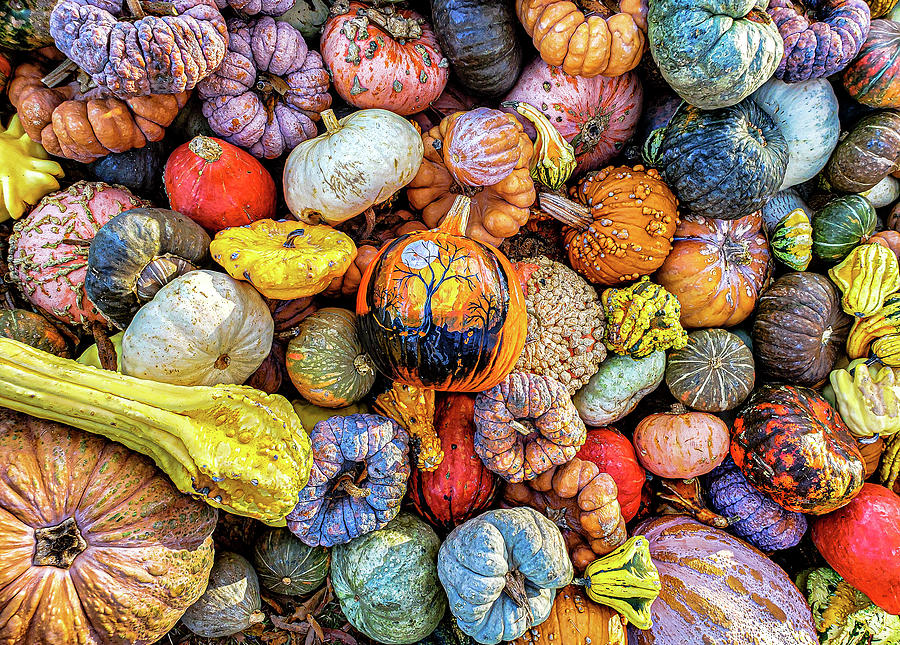 Oh My Gourd Pumpkin Patch Photograph by Jim Moore