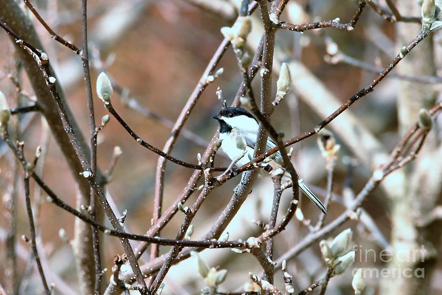 Oh My Little Chickadee Photograph by Lila Fisher-Wenzel