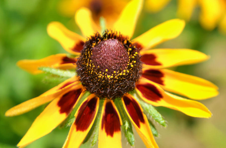 Oh So Bright Yellow Coneflower Photograph by Gaby Ethington