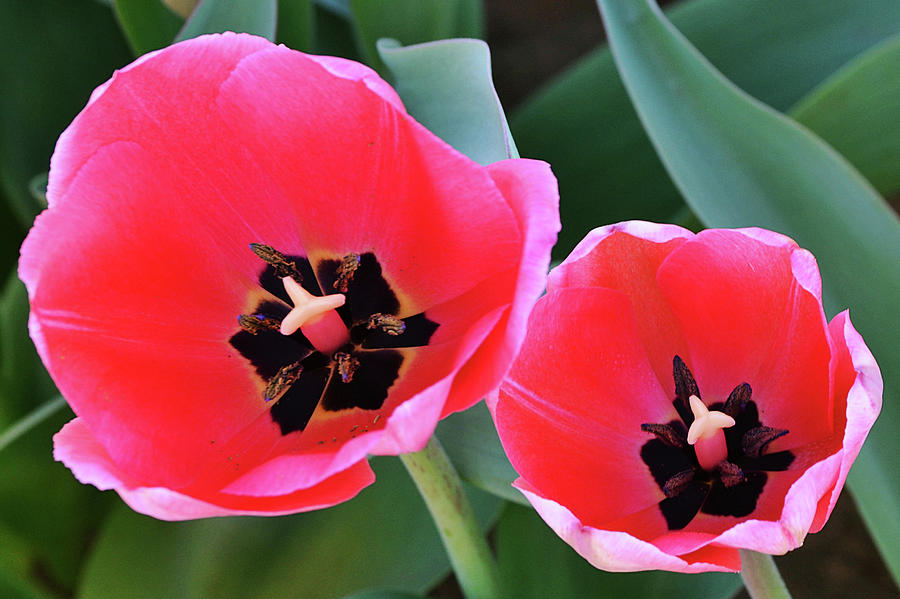 Oh So Pretty In Pink Tulips Photograph