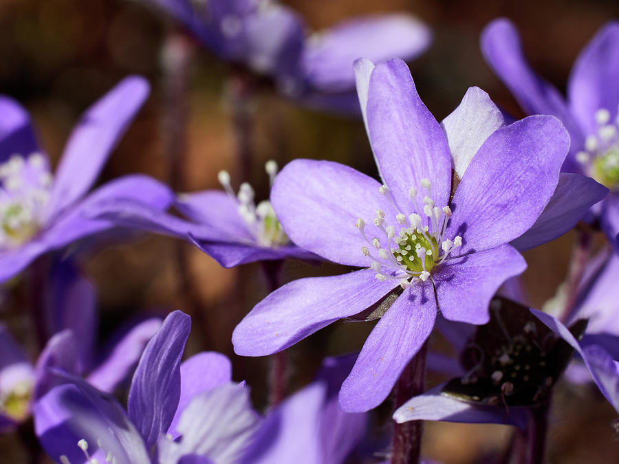 Oh that purple. Hepatica 16 Photograph by Jouko Lehto