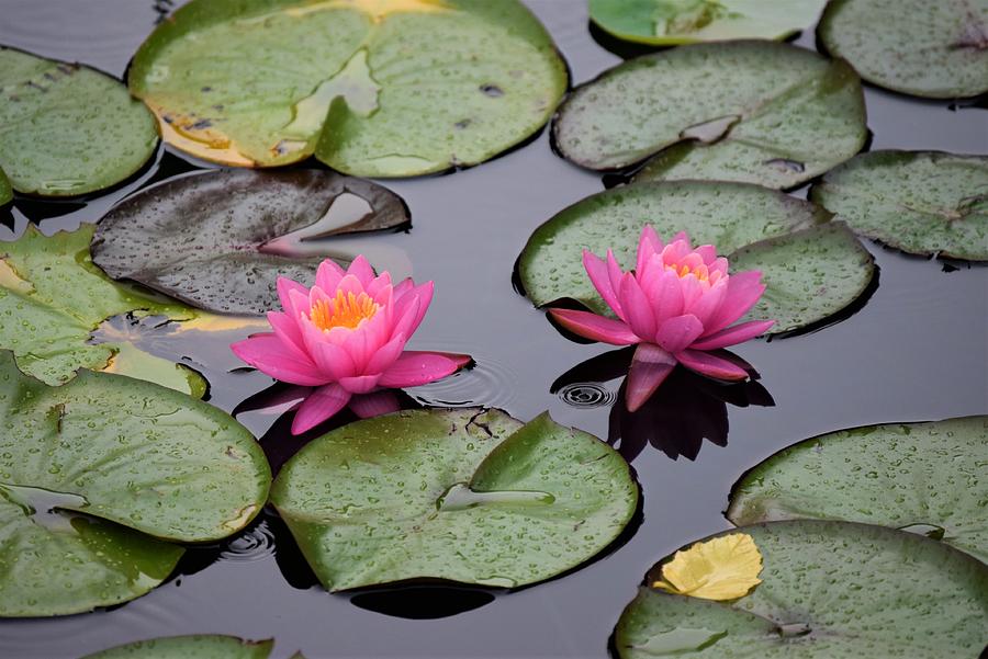OH Water Lilies Photograph by Terry M Olson