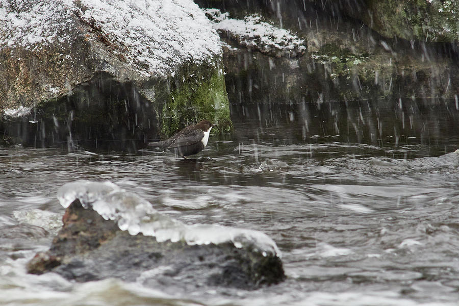 Oh yes it s snowing. White-throated dipper Photograph by Jouko Lehto