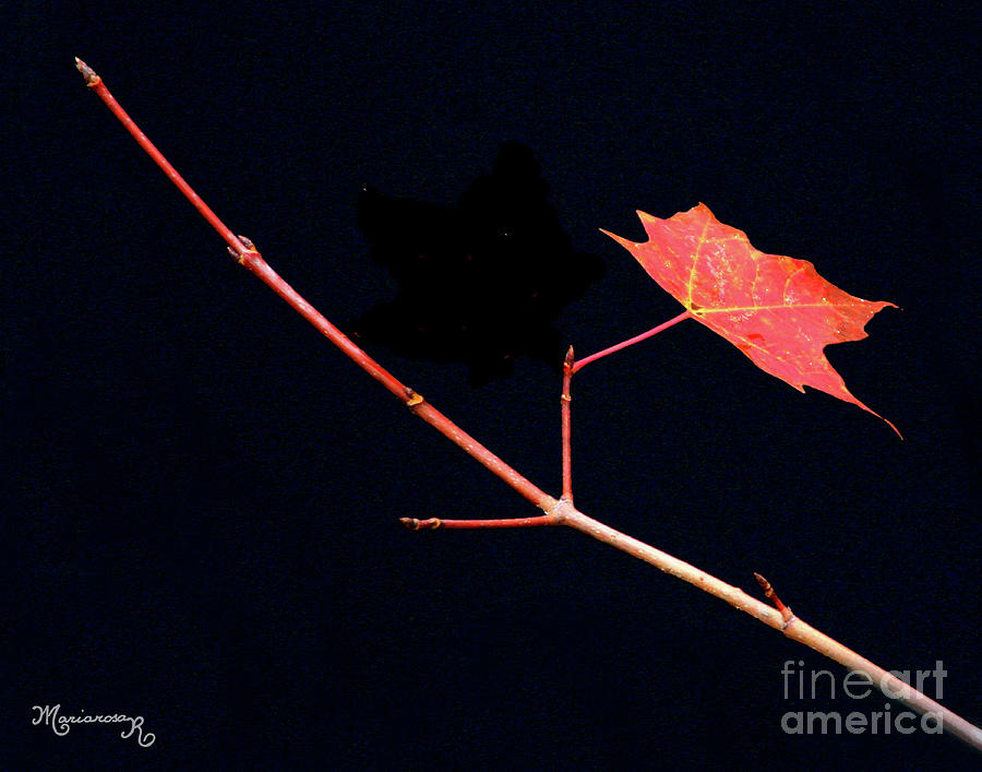 O. Henrys Last Leaf Photograph by Mariarosa Rockefeller