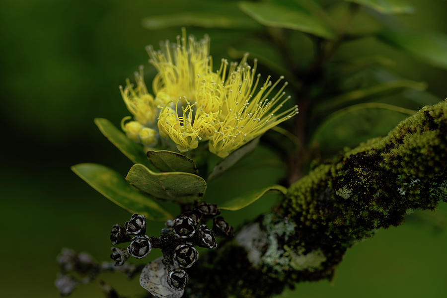 Ohia Lehua Mamo Emerging Flower Photograph by Heidi Fickinger