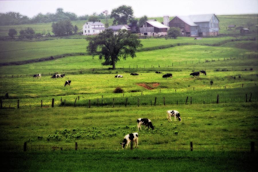 Ohio Amish Farm And Cows Photograph by Dan Sproul