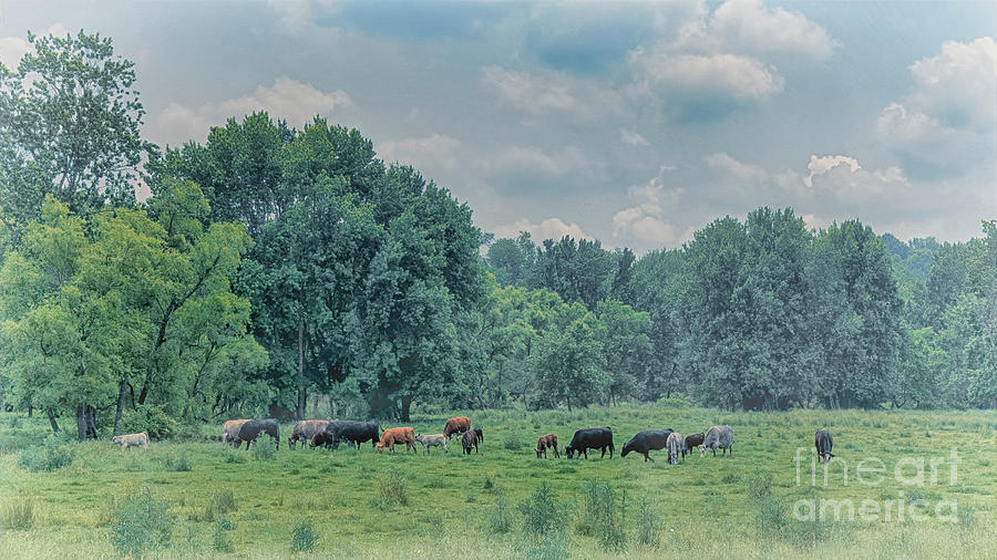 Ohio Cows On A Foggy Morning Photograph