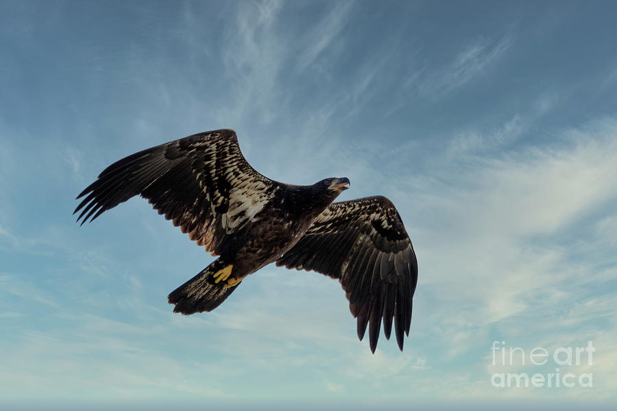 Ohio Juvenile Bald Eagle Photograph by Teresa Jack - Fine Art America